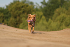 Australian Shepherd in summer