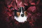 adult Australian Shepherd