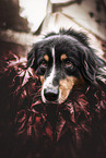 adult Australian Shepherd