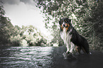 adult Australian Shepherd