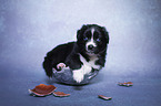 Australian Shepherd Puppy