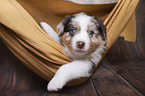 Australian Shepherd Puppy