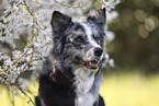 blue-merle Australian Shepherd