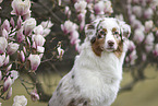 female Australian Shepherd