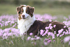 female Australian Shepherd