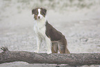 female Australian Shepherd