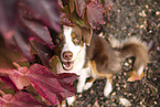 female Australian Shepherd