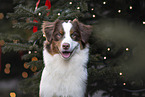 female Australian Shepherd