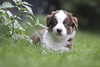 Australian Shepherd Puppy