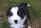 Australian Shepherd Puppy