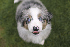 Australian Shepherd Puppy