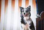 blue-merle Australian Shepherd