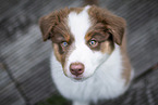 Australian Shepherd Puppy