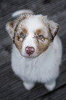 Australian Shepherd Puppy