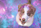 Australian Shepherd Puppy