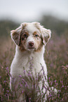 Australian Shepherd Puppy