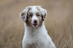 Australian Shepherd Puppy