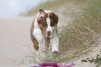 Australian Shepherd Puppy