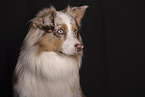 Australian Shepherd Portrait