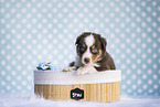 Australian Shepherd Puppy