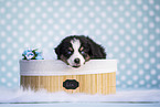 Australian Shepherd Puppy