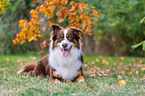 Australian Shepherd