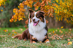 Australian Shepherd