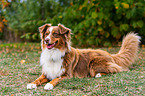 Australian Shepherd