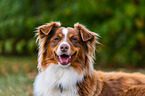 Australian Shepherd