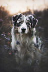 male Australian Shepherd