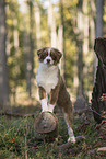 young Australian Shepherd