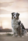 male Australian Shepherd