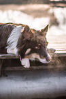 male Australian Shepherd