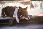 male Australian Shepherd