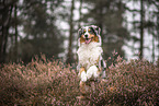 male Australian Shepherd