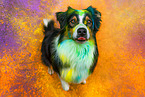 male Australian Shepherd