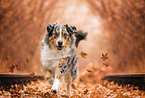 male Australian Shepherd