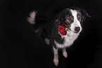 black-tri Australian Shepherd