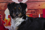 Australian Shepherd with christmas decoration