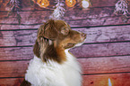 Australian Shepherd with christmas decoration