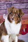 Australian Shepherd with christmas decoration