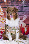 Australian Shepherd with christmas decoration