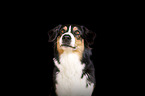 female Australian Shepherd