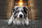 male Australian Shepherd