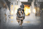 male Australian Shepherd