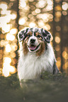 male Australian Shepherd