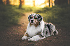 male Australian Shepherd