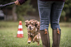 Australian Shepherd at dog sport