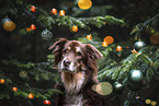 old Australian Shepherd