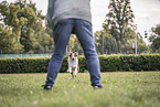 Australian Shepherd at dog sport